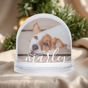 モダンシンプルよくはしゃぐエレガントシックなペット写真