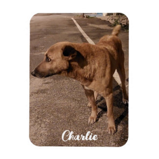 モダンシンプルペット写真 マグネット