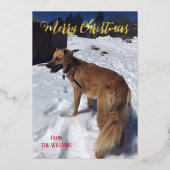 モダンスクリプト シングルドッグ フォト フォイル クリスマスカード 箔シーズンカード (正面)