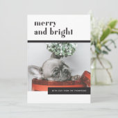 モダンフェスティバルドッグ/フランスのブルドッグ/ペット好き シーズンカード (スタンド正面)