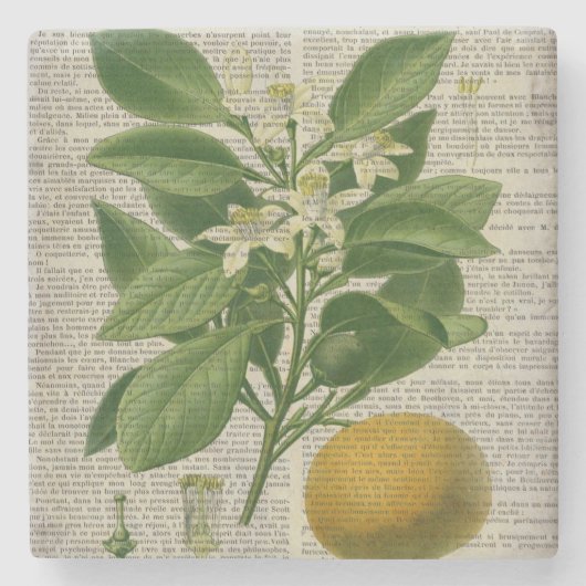 モダンヴィンテージフランスの植物学オレンジ ストーンコースター (正面)