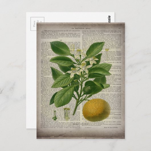 モダンヴィンテージフランスの植物学オレンジ ポストカード (正面/裏面)