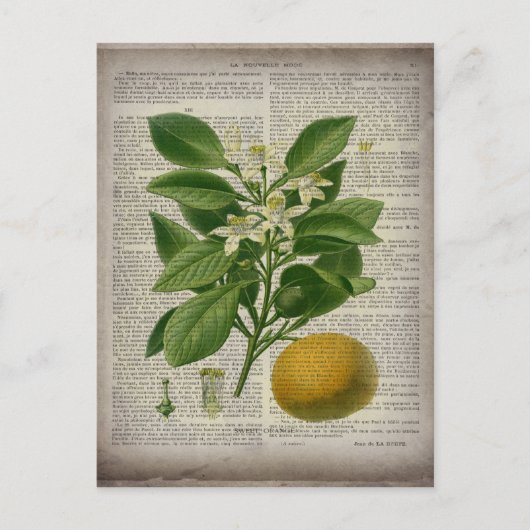 モダンヴィンテージフランスの植物学オレンジ ポストカード (正面)