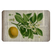 モダンヴィンテージフランスの植物学オレンジ マグネット (横)