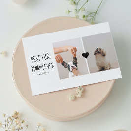 モダン最高のの母 |犬の写真