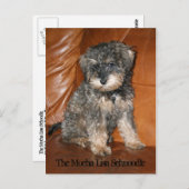 モチャリサシュヌードル ポストカード (正面/裏面)