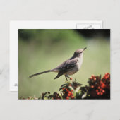 モッキングバード ポストカード (正面/裏面)