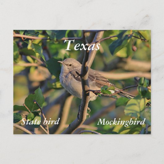 モッキンバドリ ポストカード (正面)