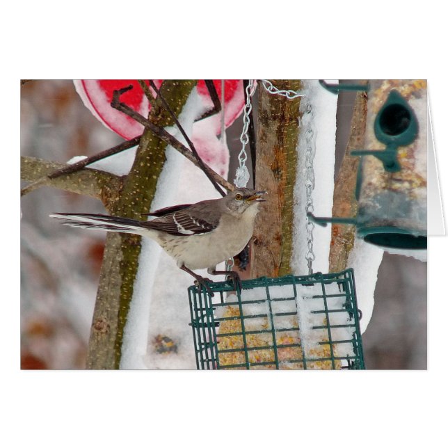 モッキンバード (正面横)