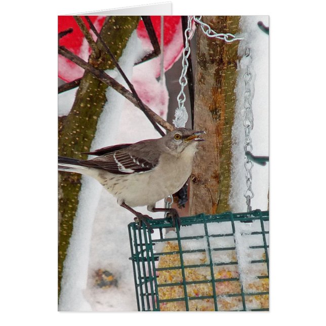 モッキンバード (正面)