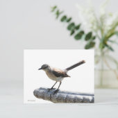 モッキンバード ポストカード (スタンド正面)