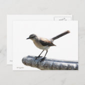 モッキンバード ポストカード (正面/裏面)