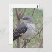 モッキンバード ポストカード (正面/裏面)