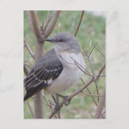 モッキンバード ポストカード (正面)