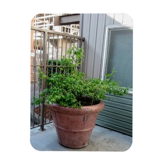 モックオレンジ マグネット (縦)