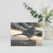 モック鳥 ポストカード (スタンド正面)