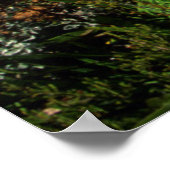 モッセル湾アフリカンリリー（アガパンツス・プラエコックス） ポスター (角)