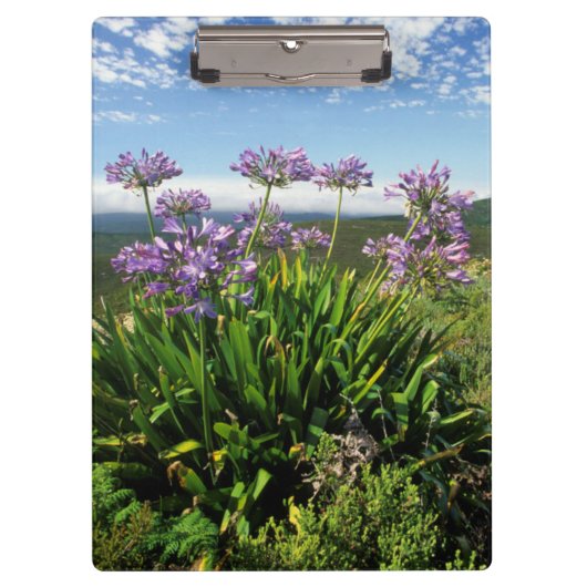 モッセル湾、アフリカユリ（アガパンサス·プラエコックス） クリップボード (正面)