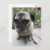 モップスイムガルテン ポストカード (正面/裏面)