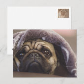 モップスオーラ ポストカード (正面/裏面)