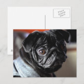 モップ ポストカード (正面/裏面)