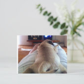 モッリラックスプ ポストカード (スタンド正面)