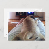 モッリラックスプ ポストカード (正面/裏面)