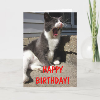 モティー誕生日 カード