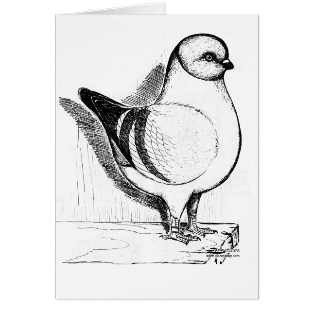 モデナガッツィピジョン1978 (正面)