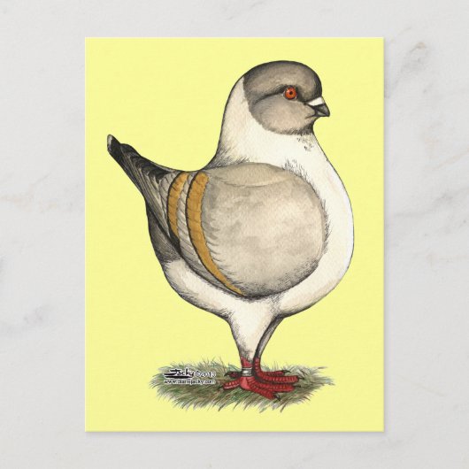 モデナシルバーガッツィ ポストカード (正面)