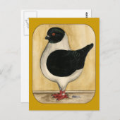 モデナブラックガッツィピジョン ポストカード (正面/裏面)