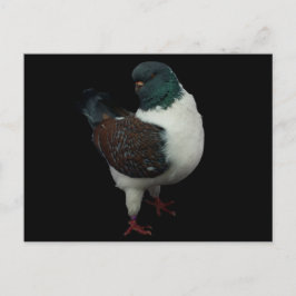 モデナ鳩はがき ポストカード