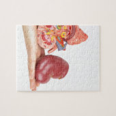 モデル人間の腎臓を示す平らな手 ジグソーパズル (横)