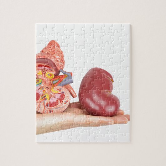 モデル人間の腎臓を示す平らな手 ジグソーパズル (縦)