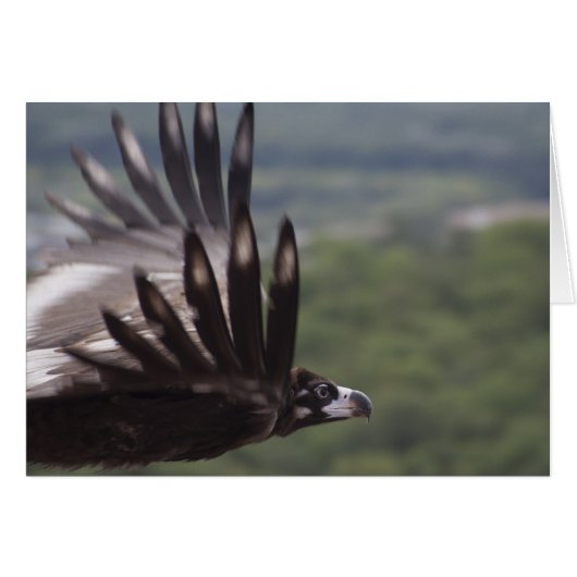 モナチュウ (正面横)