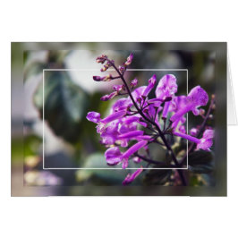 モナラベンダーの花