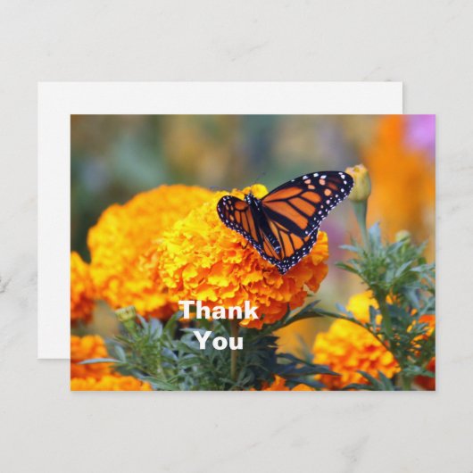 モナークバタフライのマリーゴールドの写真 - ありがとうございます ポストカード (正面/裏面)