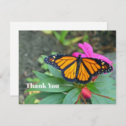 モナーク蝶のピンクの花の写真 - サンクス ポストカード (正面/裏面)
