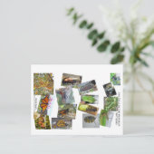 モナーク蝶のライフサイクル ポストカード (スタンド正面)