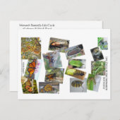 モナーク蝶のライフサイクル ポストカード (正面/裏面)