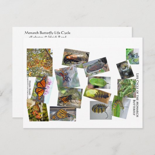 モナーク蝶のライフサイクル ポストカード (正面/裏面)