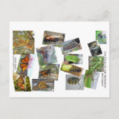 モナーク蝶のライフサイクル ポストカード (正面)