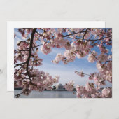 モニュメント |ジェファーソン記念さくらんぼの花 サンキューカード (正面/裏面)