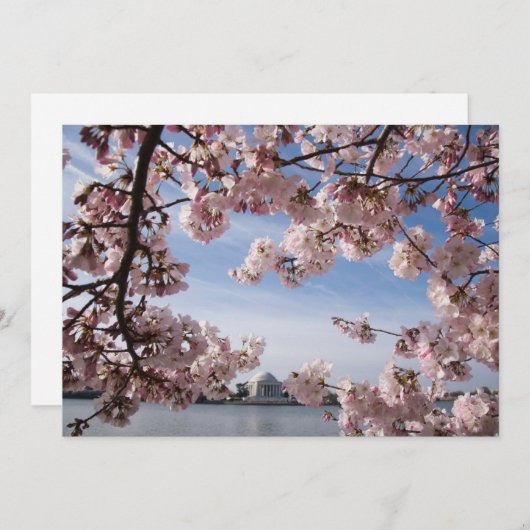 モニュメント |ジェファーソン記念さくらんぼの花 サンキューカード (正面/裏面)