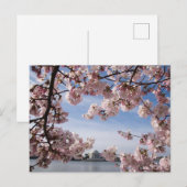 モニュメント | ジェファーソン記念館の桜 ポストカード (正面/裏面)