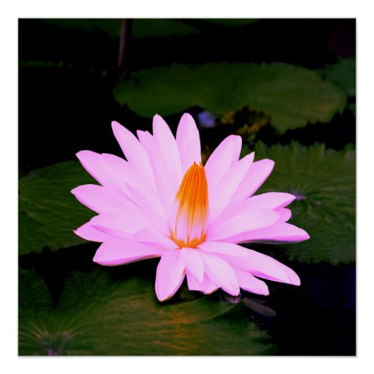 モネ効果… ポスター (正面)