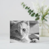 モノキッテン ポストカード (スタンド正面)