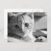 モノキッテン ポストカード (正面/裏面)