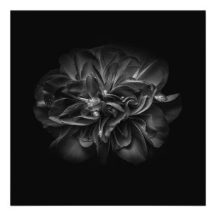モノクロのお庭の花その67 フォトプリント           