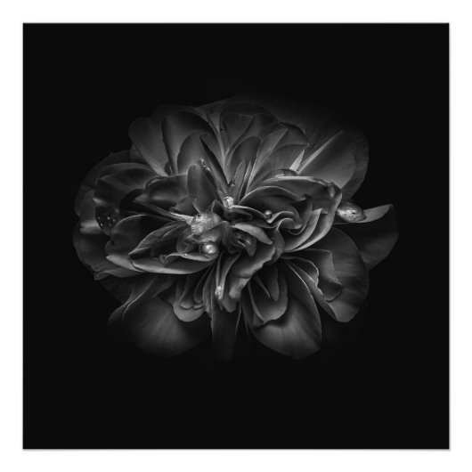 モノクロのお庭の花その67 フォトプリント (正面)